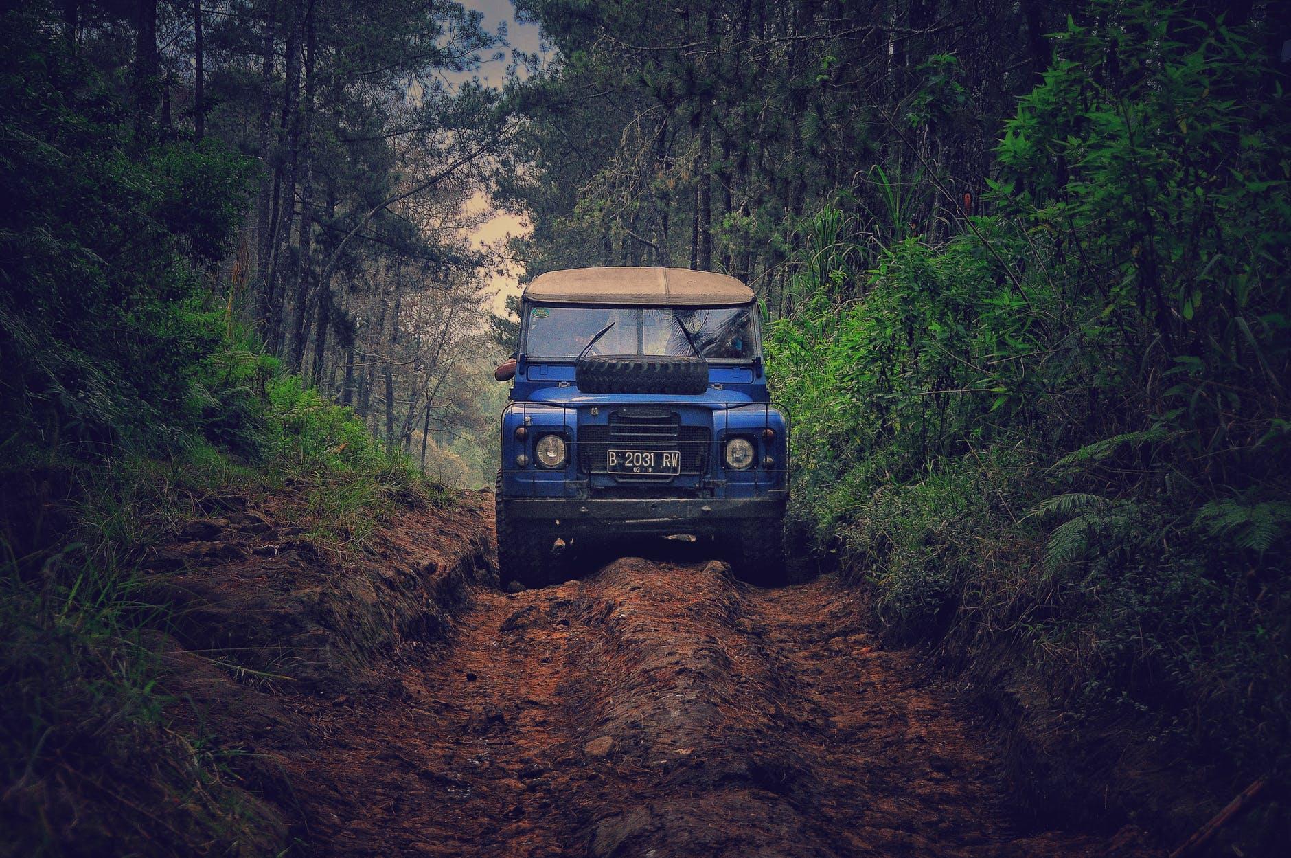 Daintree Global